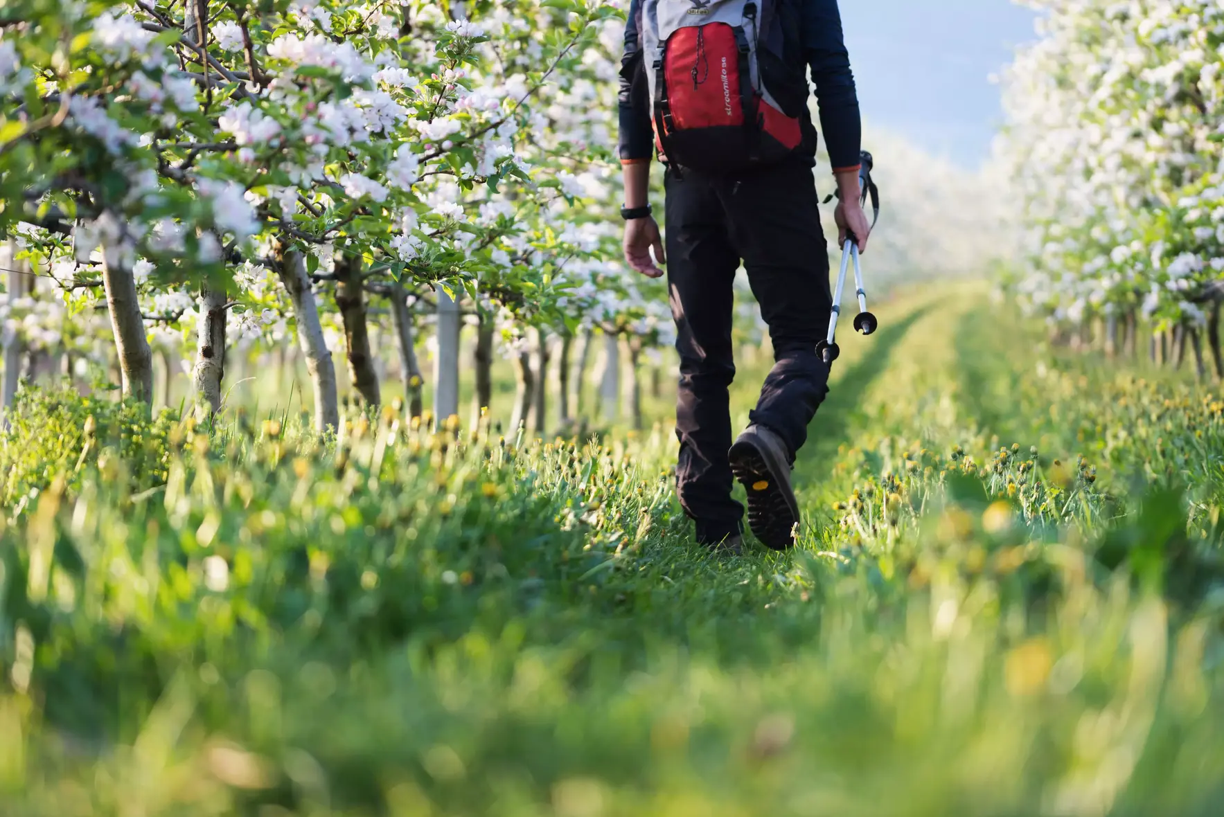 5 Gründe, warum Tramin der beste Ort für deinen Frühlingsurlaub in Südtirol ist
